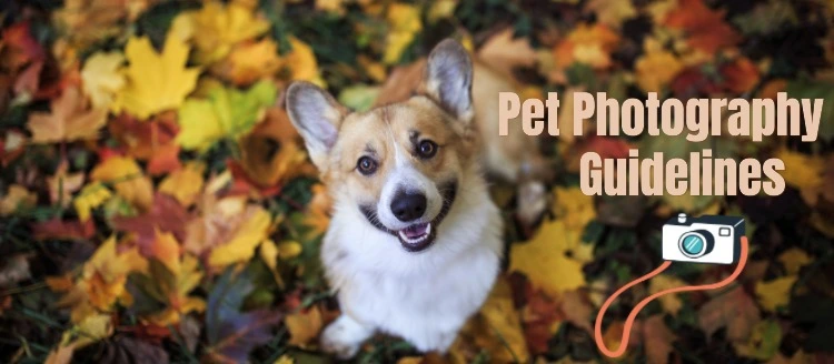 Pet Photography Guidelines: Capture Perfect Pet Pics